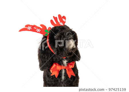 Funny Christmas dog, isolated on white background Funny Christmas dog, isolated on white background 97425139
