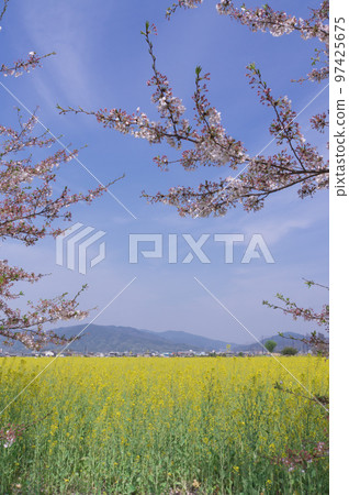 奈良縣橿原市高殿町藤原宮遺址的櫻花和油菜花 97425675