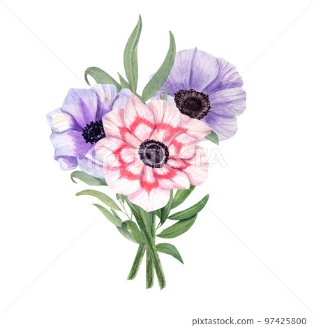 Anemones isolated on a white background. Watercolor illustration. For Valentine day, wedding invitation, birthday and mother day cards, poster, textile design, cover, background, prints, pattern. 97425800