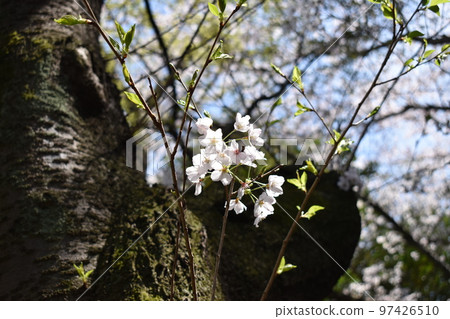 山櫻花 (dofubukizakura) 在直接從樹幹長出的樹枝上綻放 山櫻花 (dofubukizakura) 在直接從樹幹長出的樹枝上綻放 97426510
