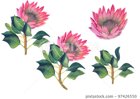 Set of watercolor illustrations of protea flowers and leaves without background. 97426550