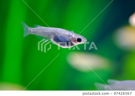 Super black killifish Super black killifish 97426567