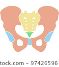 Human Hip Bone Colored 97426596