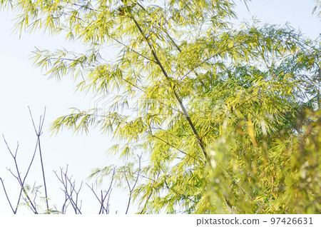 Bamboo, GRAMINEAE or  POACEAE or Bambusa arundinacea Willd or .Thorn Bamboo or Spiny Bamboo or .Bambusa vulgaris schrad or .Feathery Bamboo or .Dendrocalamus strictus Nees or .Male Bamboo 97426631