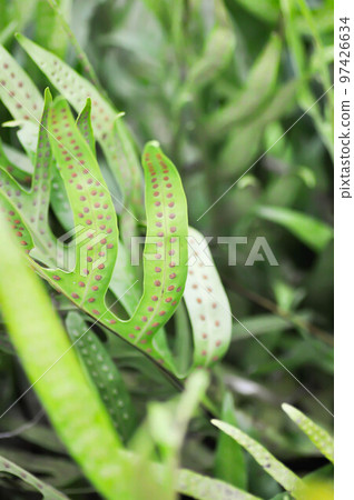 Maile scented fern or Musk fern or Wart fern, Pteris vittata or Pteris vittata L or fern or green leaf or polypodioides pseudolachnopus 97426634