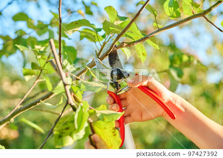 Close-up of hand with pruner cutting branch of apple tree in orchard 97427392
