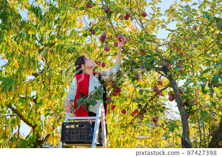 Harvesting apples, woman on ladder picking red ripe apples from tree 97427398