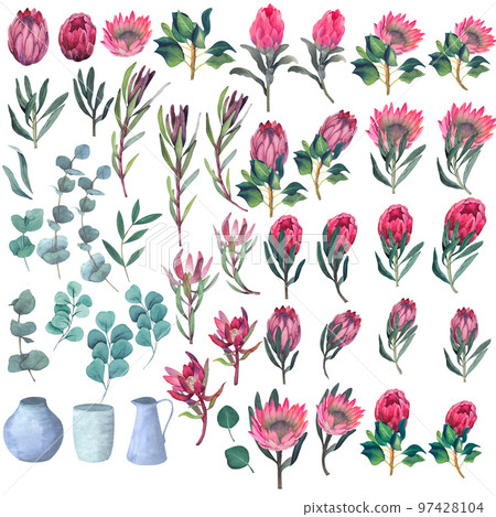 Set of watercolor elements for design of Magenta protea flowers and leaves without background. Set of watercolor elements for design of Magenta protea flowers and leaves without background. 97428104