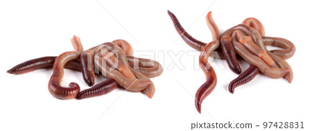 bunch of earthworms isolated on white background macro bunch of earthworms isolated on white background macro 97428831