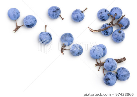 Fresh blackthorn berries with twig, prunus spinosa isolated on white background. Top view Top view with copy space for your text. Flat lay 97428866