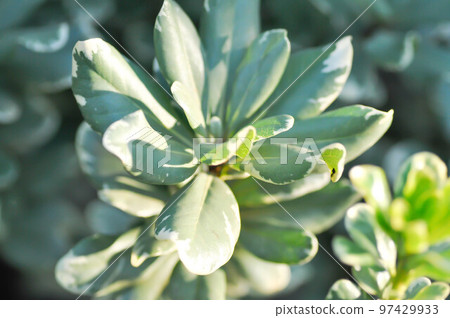 Variegated Japanese Pittosporum, Variegated Pittosporum or Pittosporum tobira Variegatum plant 97429933