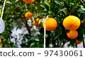 Summer mandarin oranges and pest control in the winter harvest season 97430061