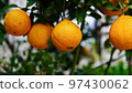 Summer mandarin oranges ready for winter harvest 97430062