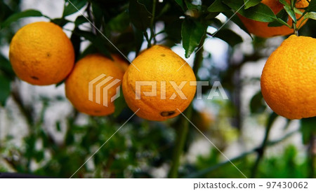 Summer mandarin oranges ready for winter harvest Summer mandarin oranges ready for winter harvest 97430062