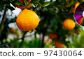 Summer mandarin oranges and pest control in the winter harvest season 97430064