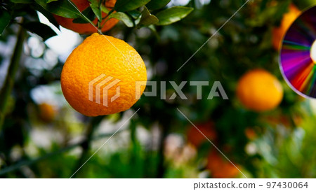 Summer mandarin oranges and pest control in the winter harvest season Summer mandarin oranges and pest control in the winter harvest season 97430064