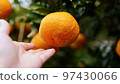 Summer mandarin oranges ready for winter harvest 97430066