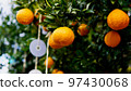 Summer mandarin oranges and pest control in the winter harvest season 97430068