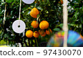Summer mandarin oranges and pest control in the winter harvest season 97430070