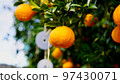 Summer mandarin oranges and pest control in the winter harvest season 97430071