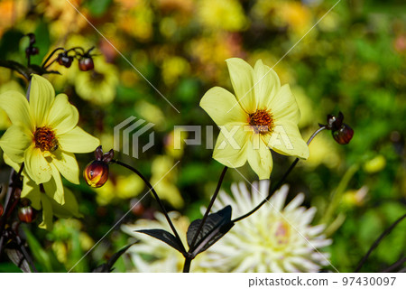 美麗盛開的黃色大麗花 美麗盛開的黃色大麗花 97430097