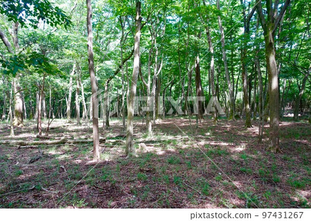 Fresh green forest Fresh green forest 97431267