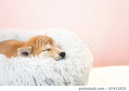 Shiba Inu 小狗睡在床上 Shiba Inu 小狗睡在床上 97431626