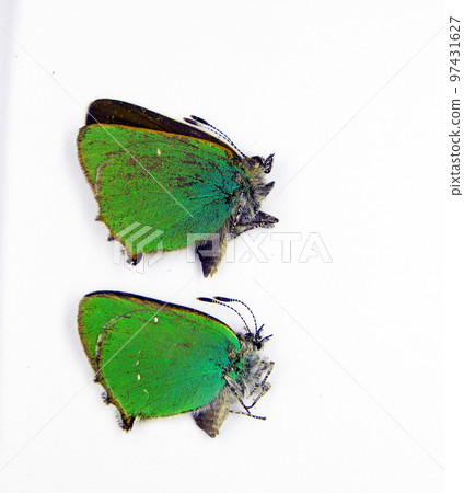 Green butterflies isolated on white. Callophrys rubi macro close up, collection butterflies, lycaenidae, insect Green butterflies isolated on white. Callophrys rubi macro close up, collection butterflies, lycaenidae, insect 97431627