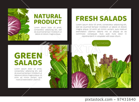 Fresh Salad Leaves Design with Green Vegetables Vector Template 97431640