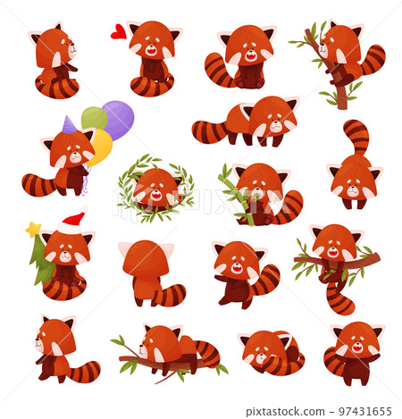 Cute Red Panda Chinese Animal Character with Striped Tail Big Vector Set Cute Red Panda Chinese Animal Character with Striped Tail Big Vector Set 97431655