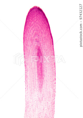 Zea root tip, under the light microscope. Longitudinal section through the tip of a maize plant root, Zea mays. Light micrograph at 8X magnification. Isolated, on white background. 97432127