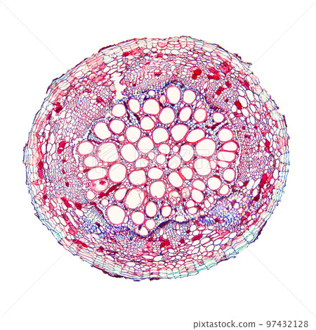 Cotton plant root, under the light microscope. Longitudinal section through the root of Gossypium hirsutum, upland or also Mexican cotton. Light micrograph at 20X magnification. Isolated, over white. 97432128