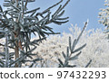 Wintry landscape. Branches of fir tree misted with frost on white winter background. Template for postcards, greeting cards, posters and magazines. 97432293