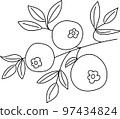 vector illustration of the outline of a branch with leaves and berries of blueberries 97434824
