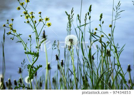 Green grass plants with closed dandelions and one furry dandelion ball on blue river water background Green grass plants with closed dandelions and one furry dandelion ball on blue river water background 97434853