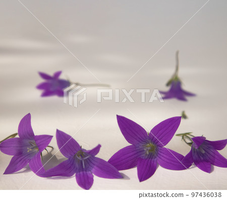 delicate bright blue bell flowers highlighted on a white background with space for your text. 97436038