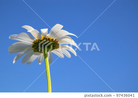 A daisy flower on a blue sky background. Bottom view with space for your text. 97436041