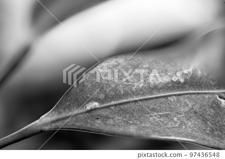 Focus on a single pest scale insect on an indoor houseplant leaf. Focus on a single pest scale insect on an indoor houseplant leaf. 97436548