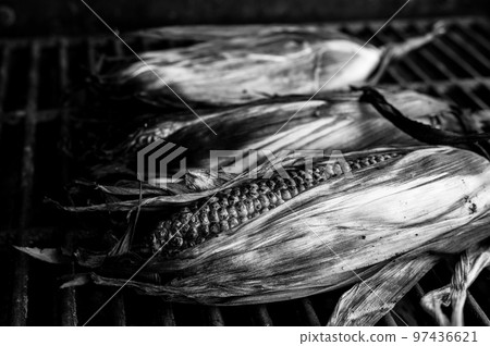 slightly charred sweet corn on the cob with husk on resting on a grill grate slightly charred sweet corn on the cob with husk on resting on a grill grate 97436621