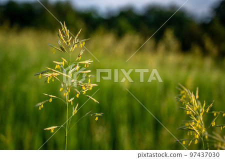 Tall fescue with spikelets in an open pasture. Tall fescue with spikelets in an open pasture. 97437030