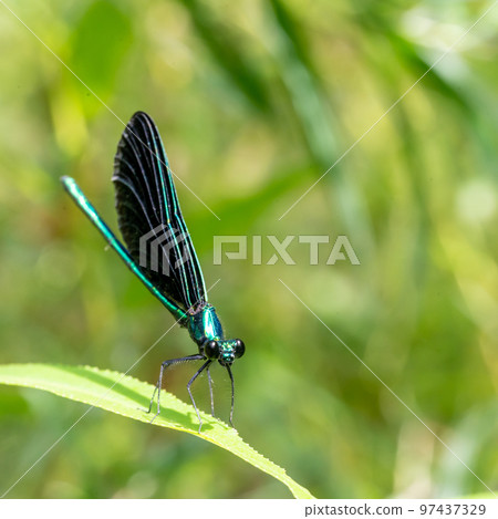 Macro selective focus on the head of a dark winged damselfly resting on a blade of grass.  97437329