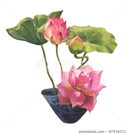 Watercolor illustration, blooming lotus with leaves in a pot, indoor plant, decor in the interior isolated on a white background. Watercolor illustration, blooming lotus with leaves in a pot, indoor plant, decor in the interior isolated on a white background. 97439272