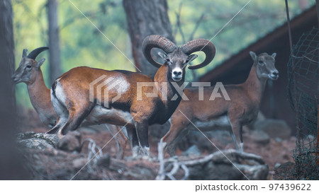 Wildlife protection. Wild Cyprus mouflon in a national reserve in Troodos mountains 97439622