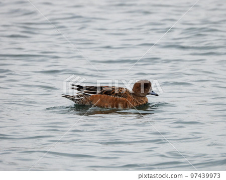 duck floating in the river duck floating in the river 97439973