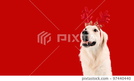 Cute labrador dog wearing funny red deer horns sitting isolated on red studio background, panorama with copy space 97440440