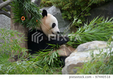 Yuihin eating bamboo deliciously Yuihin eating bamboo deliciously 97440518