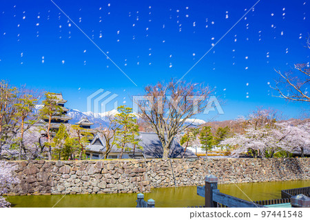 [櫻花暴風雪圖像]櫻花飄落的松本城[長野縣] 97441548