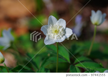 Anemone radde, a pretty flower that blooms in the early spring field 97441555