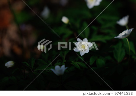 Anemone radde，一朵盛開在早春田野的美麗花朵 97441558