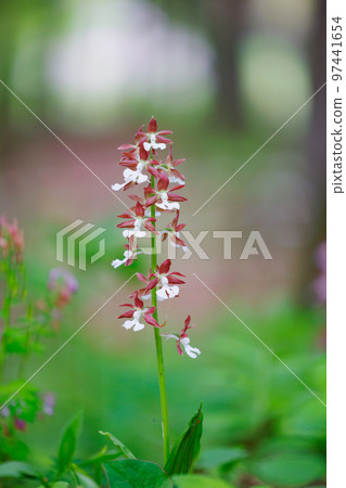 Calanthe discolor, an orchidaceous plant that was once commonly found in the low mountains of various regions 97441654